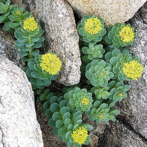 La Rhodiola es un tesoro medicinal