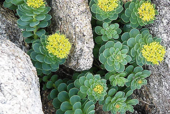 La Rhodiola: Un tesoro medicinal