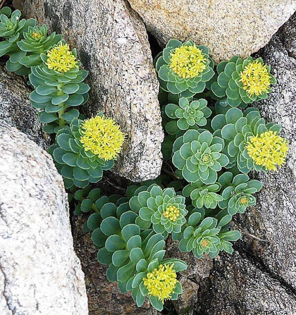 La Rhodiola: Un tesoro medicinal